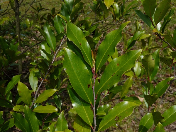 {Prunus caroliniana}